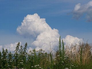 green grass and blue sky with dramatic big growing cloud