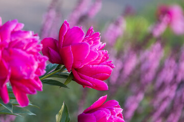 Bright red bud on a blurred background. B
