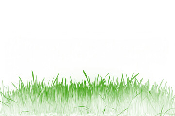 An artistic illustration of fresh green grass blades isolated on a clean white background, perfect for spring themes, ecological design elements or borders.