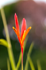 Tropical flower in the garden. (Heliconia)