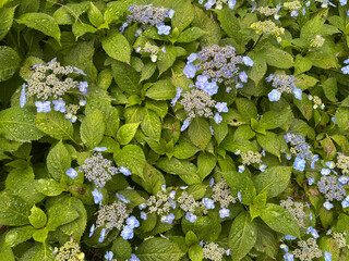 Massed flowers and foliage of Hydrangea with raindrops for use as a background texture