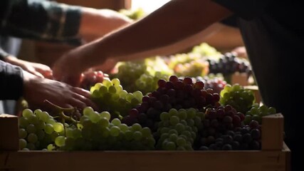 Harvesting Fresh Grapes In The Orchard For Organic Products