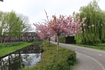 Trees with blossom flowers in the Zuidplas district in Nieuwerkerk aan den IJssel