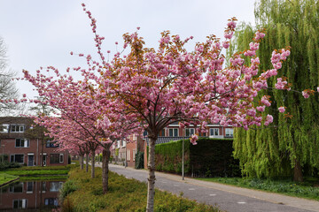 Trees with blossom flowers in the Zuidplas district in Nieuwerkerk aan den IJssel