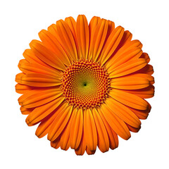 Vibrant orange gerbera daisy vivid in color stands out against a clean white background Perfect for nature or spring themed concepts