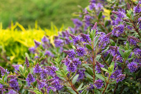 close up of purple hebe plant flowers in bloom with blurred background and copy space