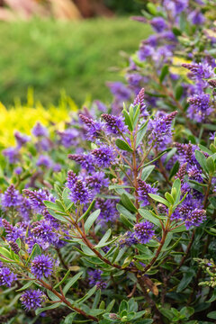purple hebe plant native to New Zealand with lots of tiny flowers in bloom and blurred background