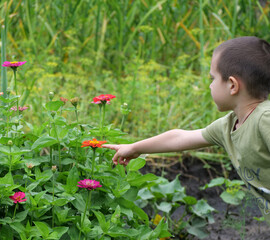 Curious Child Gently Touching Vibrant Blooming  Zinnia Flowers in a Lush Summer Garden –...