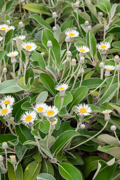 Marlborough rock daisy plant with lots of flowers in bloom