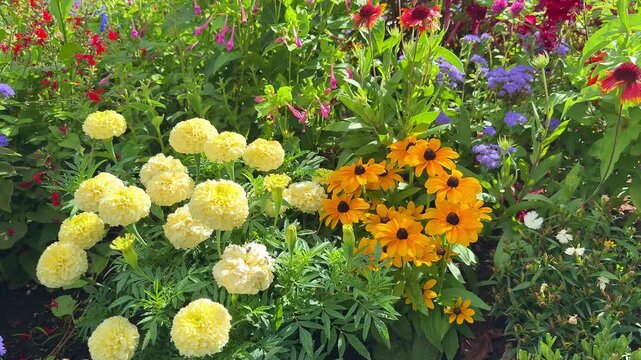 Many yellow zinnia flowers  in vibrant summer garden