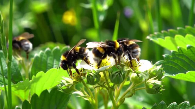 Bumblebees Pollinating Blooming Strawberry Flowers In Spring Garden