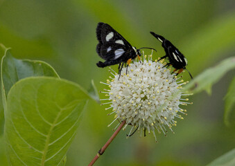 Two black-and-white Eight-Spotted Moths feeding on a Buttonbush flower head in summer.