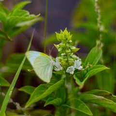 Butterfly feeding on a green basil flower. Selective focus.