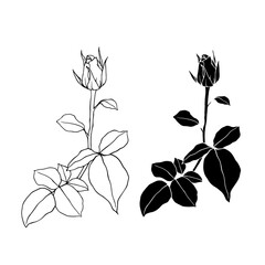 Line sketch, rose flower silhouette. Simple botanical elements. Vector graphics.