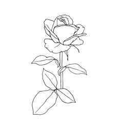 Obraz premium Line sketch, rose flower outline. Simple botanical elements. Vector graphics.