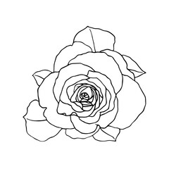 Line sketch, rose flower outline. Simple botanical elements. Vector graphics.