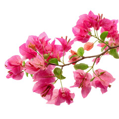 A vibrant pink Bougainvillea flower on a branch, a beautiful floral display. The petals have delicate paper-like texture and offer a lovely contrast against the green leaves. 
