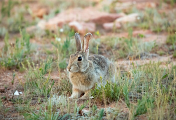 Wild rabbit close up in Wyoming prairie, cute young rodent