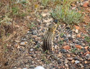 Ground squirrel 13 lined, baby back view mantel, standing up on rocky prairie in Wyoming