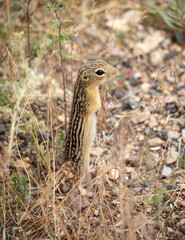 Ground squirrel 13 line baby standing up super cute rodent, Wyoming closeup animal