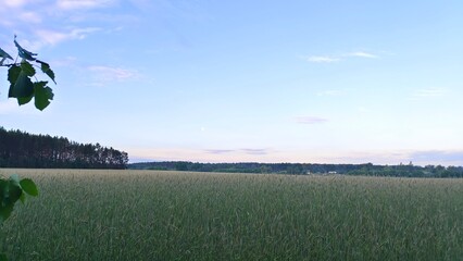 Rye ears are ripening in an agricultural field. Nearby branches of aspen. Beyond the field there is a forest and a village. In the sky - clouds of delicate colors of early summer morning and an moon