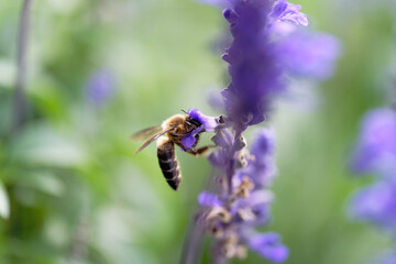 Honey bee on lavender flowers in the garden