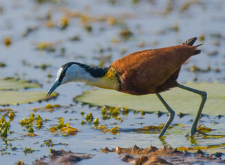African Jacana - Actophilornis africanus is a wader bird taken in a South African game reserve