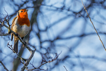 Robin In Tree With Blue Background - Cpy H