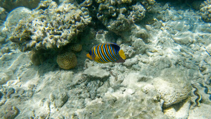 Underwater seascape on the coral reef in Red Sea, Egypt