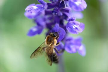 Honey bee on lavender flowers in the garden