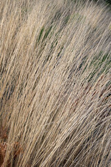 Fototapeta premium Dry grass field with long golden stalks