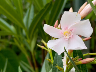 Blooming White Oleander Flower with Green Leaves in the Background