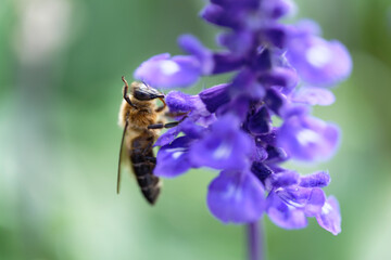 Honey bee on lavender flowers in the garden