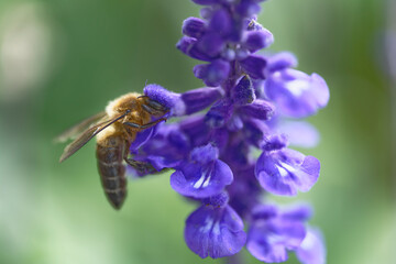 A bee sucking nectar from a lavender field