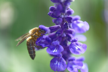 A bee sucking nectar from a lavender field
