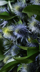 Eryngium. Ruscus. Dark bouquet in a black wrapper. exotic plants. close-up