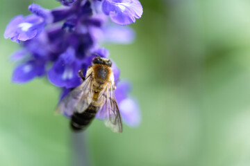 Honey bee on lavender flowers in the garden