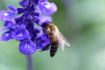 A bee sucking nectar from a lavender field