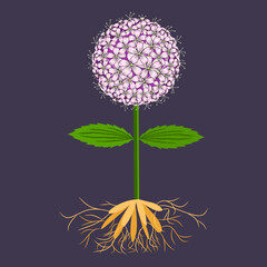 Vector illustration of stylized medicinal plant Valerian on a gray background. Possibly for design of packaging of medicines and other.
