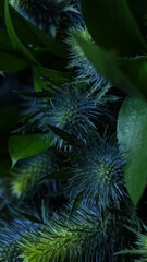 Eryngium. Ruscus. Dark bouquet in a black wrapper. exotic plants. close-up