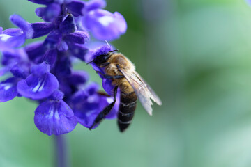 A bee sucking nectar from a lavender field