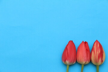 Three vibrant red tulips arranged on a bright blue background, showcasing their delicate petals and...