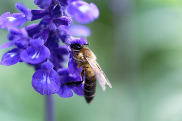 A bee sucking nectar from a lavender field