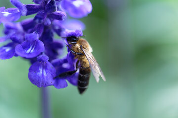 Honey bee on lavender flowers in the garden