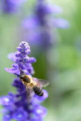 Honey bee on lavender flowers in the garden