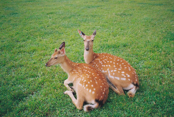 deer in the grass in Yichun, China