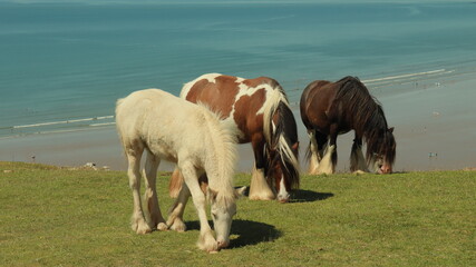 horses on the beach