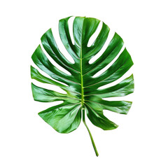 Close-up of a large, vibrant green monstera leaf, with deep, intricate, lobed veins