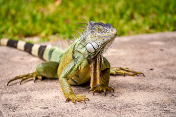 Green Iguana Sitting on Park Pathway in Florida
