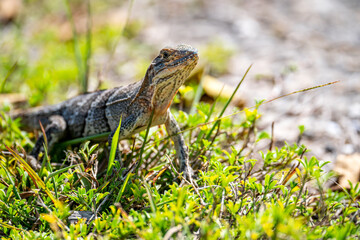 Curious Juvenile Black Spiny-Tailed Iguana (Ctenosaura similis) in the wild. Reptiles in Florida.